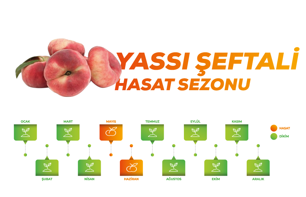 yatsi-sezon